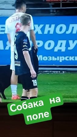 Собака выбежала на поле. Славия Мозырь - Торпедо Жодино