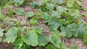 Огород на конец июня.