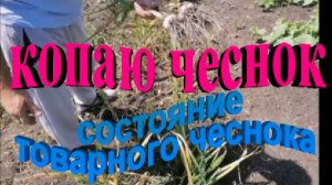 Копаю чеснок. Состояние товарного чеснока.