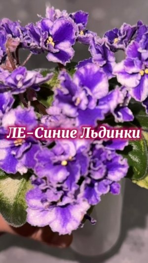 ЛЕ-Синие Льдинки и… фитильный полив