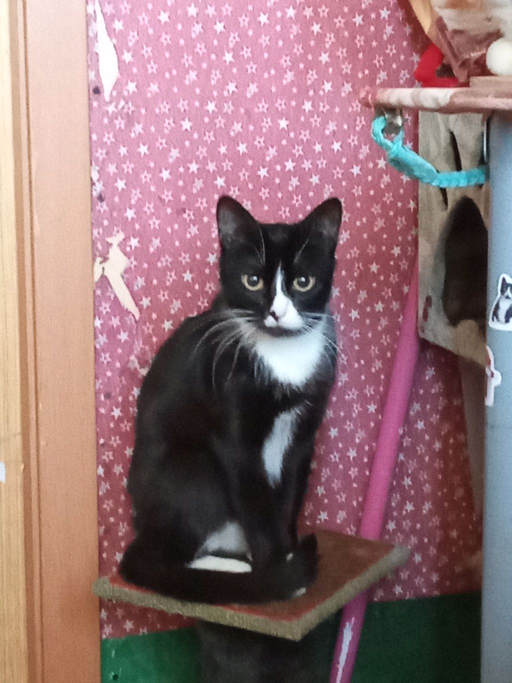 разговорный Стрим