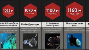 Путешествие На Дно Океана