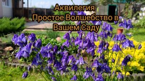 Аквилегия - Простое Волшебство в Вашем Саду💐