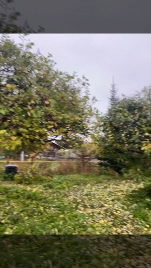 Формовочная обрезка плодовых деревьев