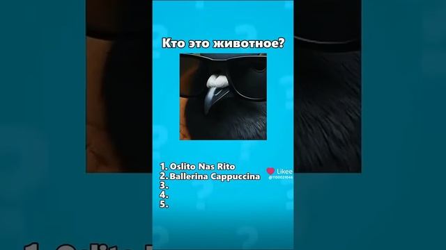 загадки итальянских животных