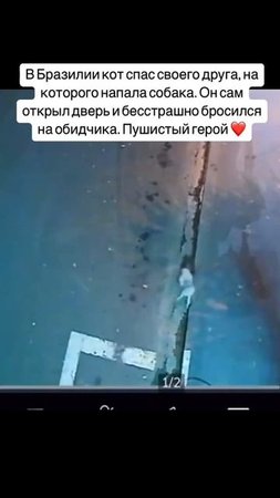 Кот спас своего кореша