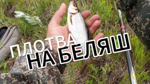 Сгонял за плотвой.Держу направление в рыбалку