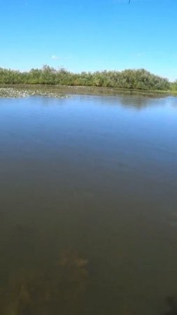 Гайд как поймать щуку за 5 секунд