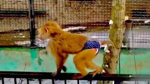 ВИДЕО-ШЕДЕВР! Люська бросила Влада и со всех лап ПОБЕЖАЛА к МУЖУ, мы с Владом не могли ее забрать!!