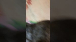 crazy cat