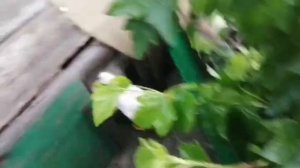 В Алтайском крае идёт дождь. 🌧