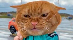 Приколы с котами! Смешные коты - Самые смешные животные С ОЗВУЧКОЙ! Ржака!!