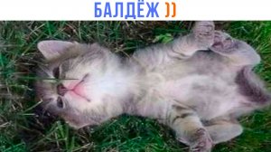 БАЛДЕЕМ  ))) Приколы с котами | Мемозг 1627