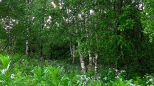 Дневник натуралиста: наблюдение за природой в средней полосе России Июнь 2025г