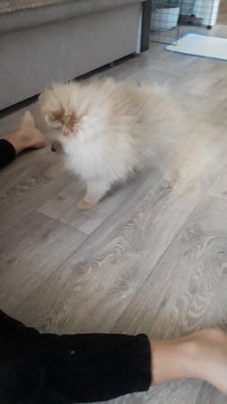 Маленький комочек 😊 как быстро ты вырос
