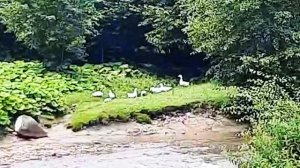 Нашли диких уток в древнем лесу