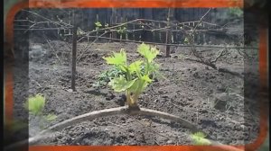 Виноград.  Если из глазка растет два побега