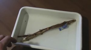 Виноград.  Если черенки подсохли