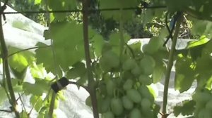 Решение проблемы на некоторых сортах винограда