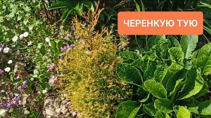 Черенкую тую