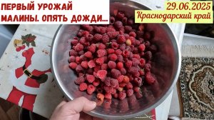Первая малина. Работы на участке. Снова дожди(29.06.2025)