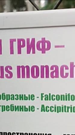 Два черных грифа