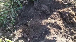 Находки на скошеном поле. Коп с Minelab X-Terra 705 2020. Поиск монет в старой деревне. МД поиск.