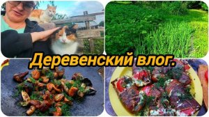 ЗАРОСШИЙ ОГОРОД ПОСЛЕ ПРОЛИВНЫХ ДОЖДЕЙ 🤦 РЕЦЕПТ НАШУМЕВШИХ БУТЕРБРОДОВ НА ВЕСЬ ИНТЕРНЕТ 😀😋