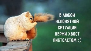 Как США Иран бомбили: если бы у политиков были хвосты...