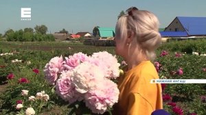 Больше 200 видов пионов вырастила жительница посёлка Нижний Ингаш