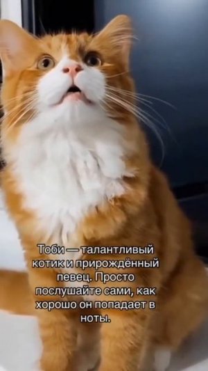 Талантливый Тоби 😻😘😍🤩
