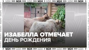 Домашнему яку из Московского зоопарка исполнился год - Москва 24