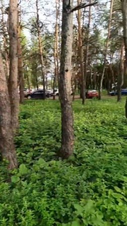 Сквер "Хвойный" по улице 45 Стрелковой Дивизии превратили в парковку.