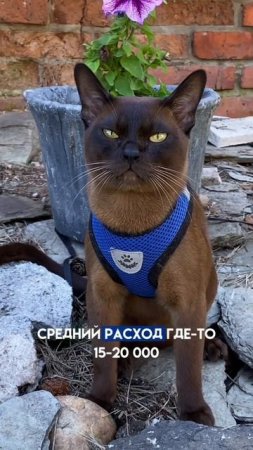 Велюр  #бурмасоболь #бурма #котятабурма #котбурма