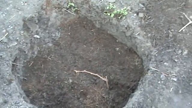 Виноград. Посадка саженцев на постоянное место