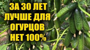 1 Ложка и Огурцы, томаты, перцы обильно заплоданосят