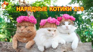 Нарядные Котики расслабляются на солнышке 🌞 🐈🐈🐈 (210)