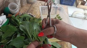 Черенкование🌱 дёрен Сибирика.