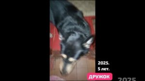 ДРУЖОК. Он летел с третьего этажа и молил Бога остаться в живых.Минута полета - и щенок калека .