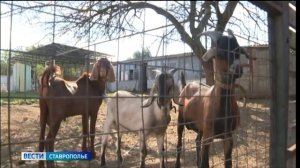 На Ставрополье 11 семейных ферм получат гранты на развитие
