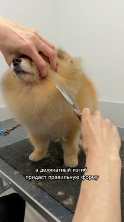 Гребень и ножницы шакофилеры - для идеальной стрижки!
