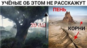 ⚡ До ПОТОПА на планете РОСЛИ деревья высотой 20 км ...