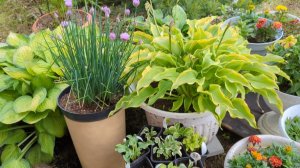 01-07-2025.Дача.Новое окно))Зашли к Светлане..ушли с подарками💐🌷