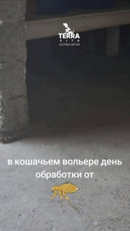 обработка от блох кошек