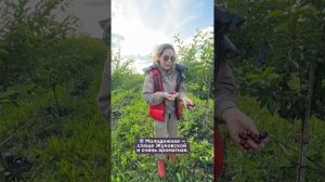Дегустация вишни 🍒