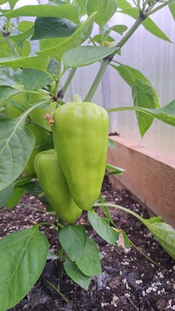 Урожай подрастает 🌧🫑🍅🥒