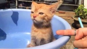 Приколы с котами! Смешные коты - Самые смешные животные С ОЗВУЧКОЙ! Ржака!!