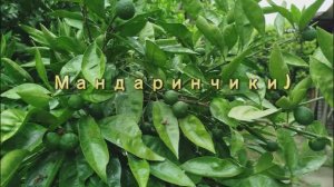Мини огород   блогера)