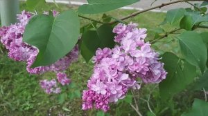 РОЗОВАЯ СИРЕНЬ LILAC CYRINGA L СИРЕНЬ красота