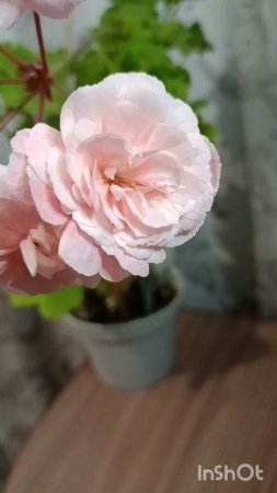 Пеларгония Леона Галактика